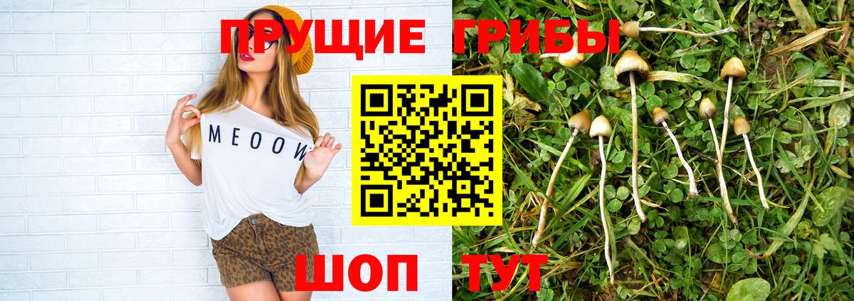 Псилоцибиновые грибы Psilocybe Азов
